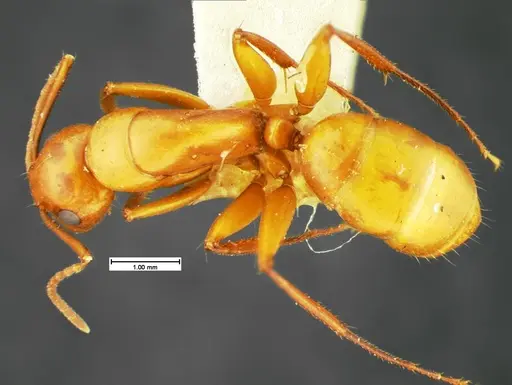 Camponotus schaefferi specimen CASENT0105589 image casent0105589_1