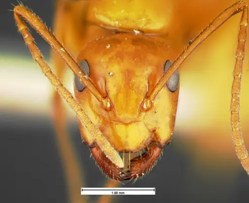 Camponotus schaefferi specimen CASENT0105589 image casent0105589_2