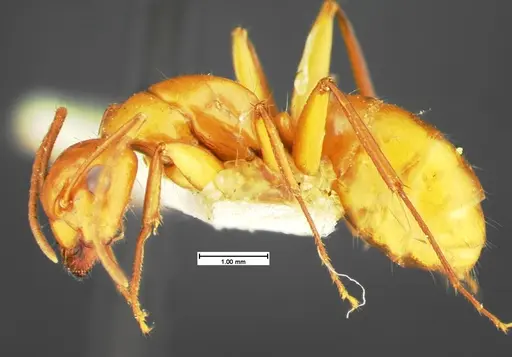 Camponotus schaefferi specimen CASENT0105589 image casent0105589_3