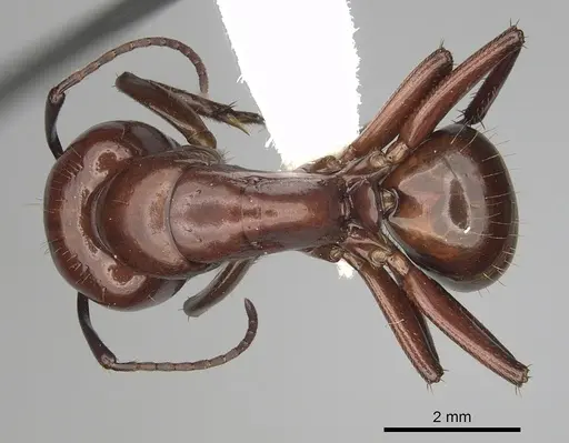 Camponotus schaefferi specimen CASENT0280019 image casent0280019_1