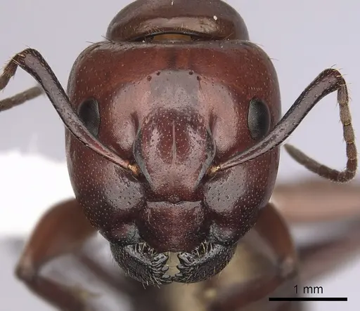 Camponotus schaefferi specimen CASENT0280019 image casent0280019_2