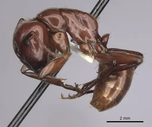 Camponotus schaefferi specimen CASENT0280019 image casent0280019_3