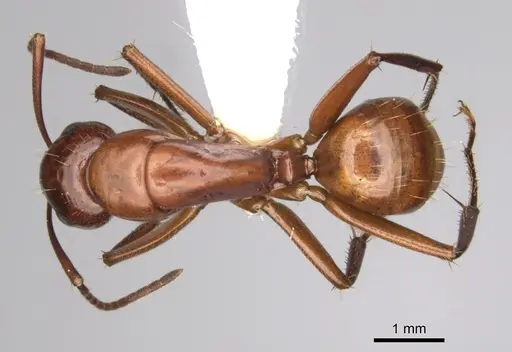 Camponotus schaefferi specimen CASENT0280020 image casent0280020_1