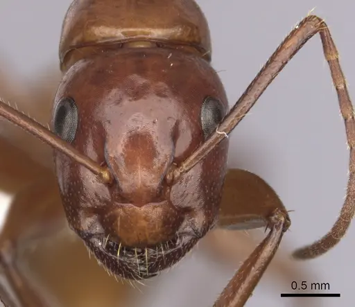 Camponotus schaefferi specimen CASENT0280020 image casent0280020_2
