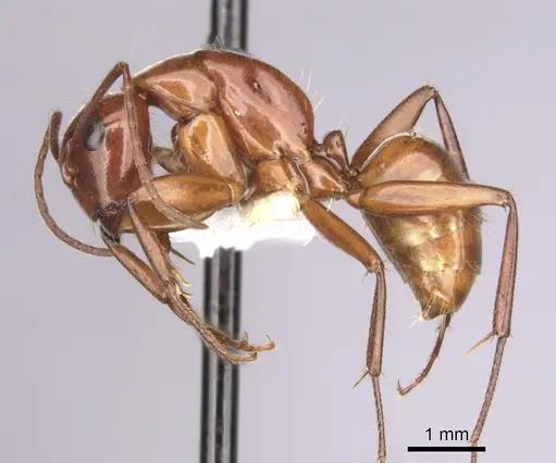 Camponotus schaefferi specimen CASENT0280020 image casent0280020_3