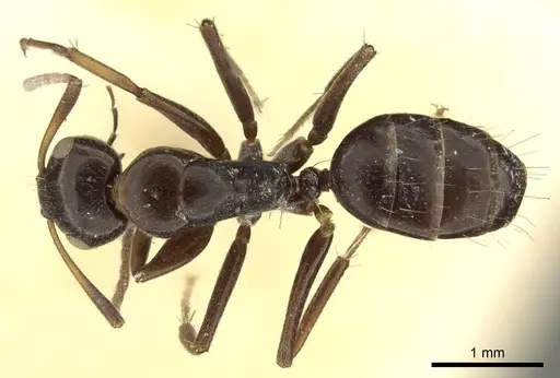 Camponotus schneei specimen CASENT0915773 image casent0915773_1