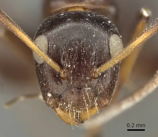 Camponotus schneei specimen CASENT0915773 image casent0915773_2