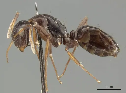 Camponotus schneei specimen CASENT0915773 image casent0915773_3