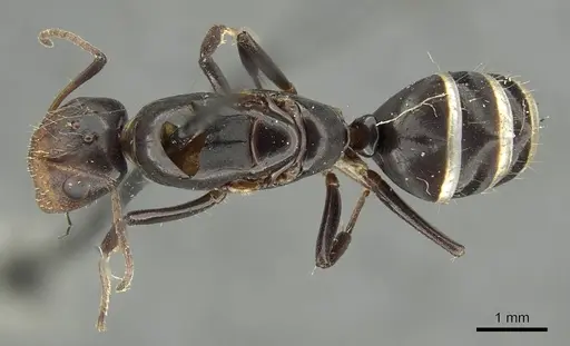 Camponotus schneei specimen CASENT0915774 image casent0915774_1
