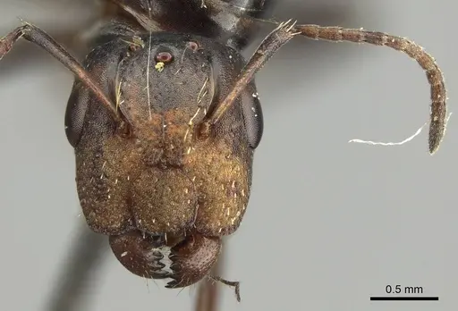 Camponotus schneei specimen CASENT0915774 image casent0915774_2