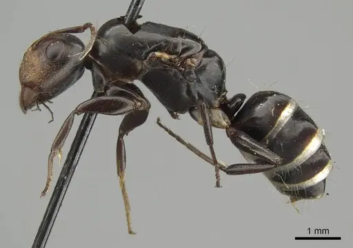 Camponotus schneei specimen CASENT0915774 image casent0915774_3