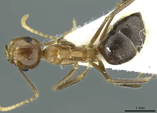 Camponotus schoedli specimen CASENT0911645 image casent0911645_1