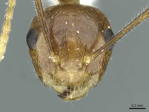 Camponotus schoedli specimen CASENT0911645 image casent0911645_2