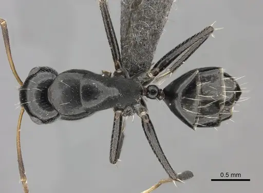 Camponotus schoutedeni specimen CASENT0235421 image casent0235421_1