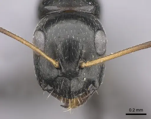 Camponotus schoutedeni specimen CASENT0235421 image casent0235421_2