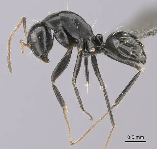 Camponotus schoutedeni specimen CASENT0235421 image casent0235421_3