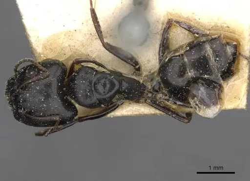 Camponotus schoutedeni specimen CASENT0910442 image casent0910442_1