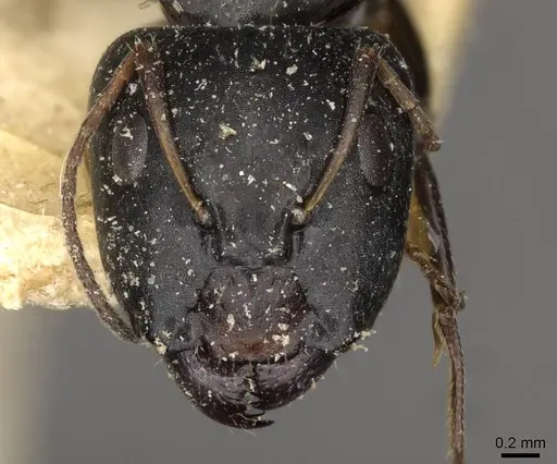 Camponotus schoutedeni specimen CASENT0910442 image casent0910442_2