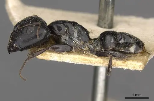 Camponotus schoutedeni specimen CASENT0910442 image casent0910442_3