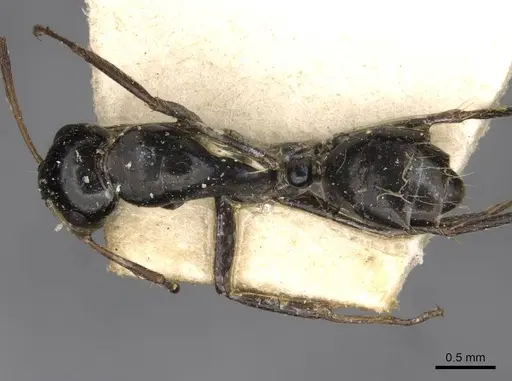 Camponotus schoutedeni specimen CASENT0910443 image casent0910443_1