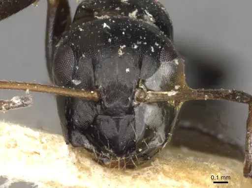 Camponotus schoutedeni specimen CASENT0910443 image casent0910443_2