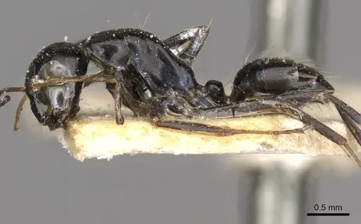 Camponotus schoutedeni specimen CASENT0910443 image casent0910443_3