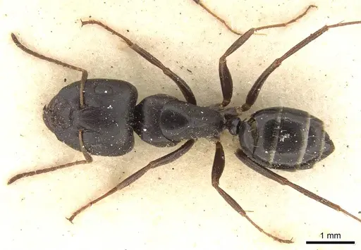 Camponotus schoutedeni specimen CASENT0914008 image casent0914008_1