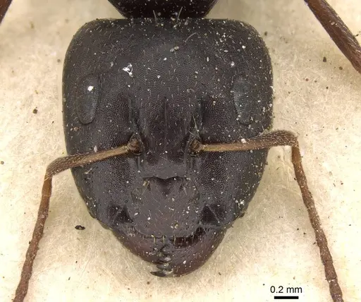 Camponotus schoutedeni specimen CASENT0914008 image casent0914008_2