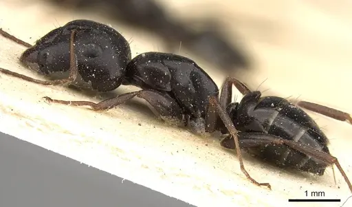 Camponotus schoutedeni specimen CASENT0914008 image casent0914008_3