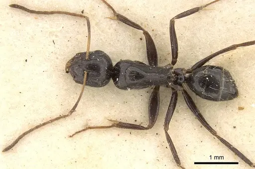 Camponotus schoutedeni specimen CASENT0914009 image casent0914009_1