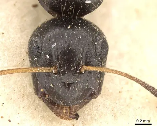 Camponotus schoutedeni specimen CASENT0914009 image casent0914009_2