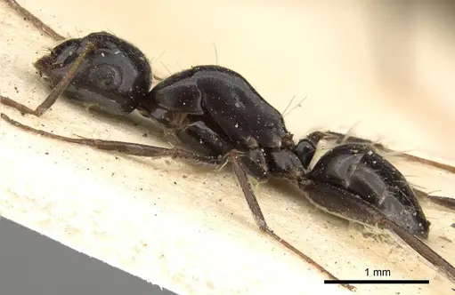 Camponotus schoutedeni specimen CASENT0914009 image casent0914009_3