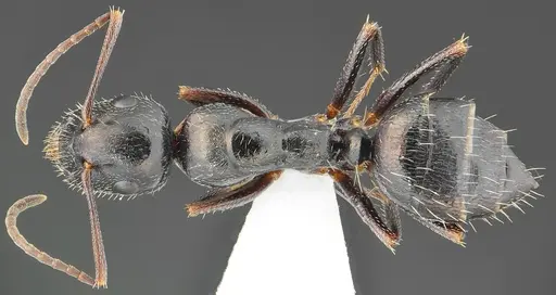 Camponotus schulzi specimen CASENT0876001 image casent0876001_1