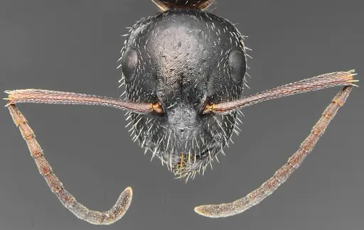 Camponotus schulzi specimen CASENT0876001 image casent0876001_2