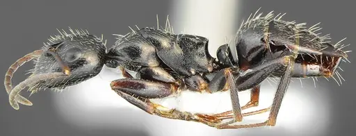 Camponotus schulzi specimen CASENT0876001 image casent0876001_3