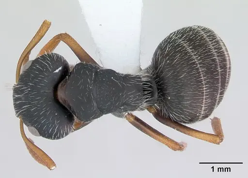 Camponotus scipio specimen CASENT0173448 image casent0173448_1