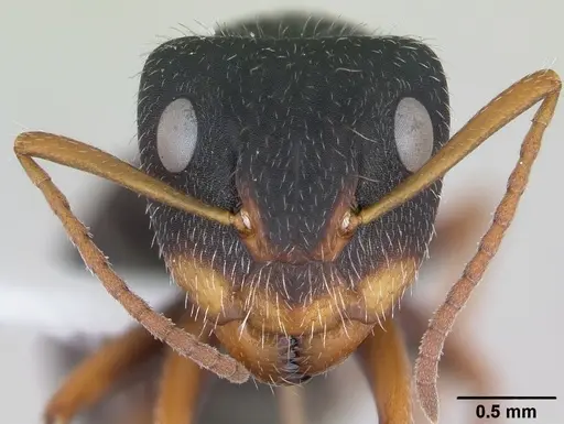 Camponotus scipio specimen CASENT0173448 image casent0173448_2