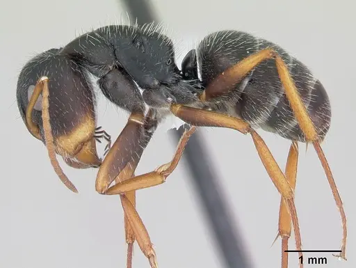 Camponotus scipio specimen CASENT0173448 image casent0173448_3