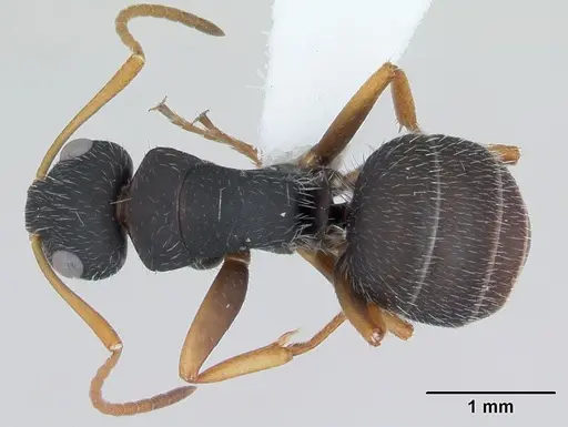 Camponotus scipio specimen CASENT0173449 image casent0173449_1