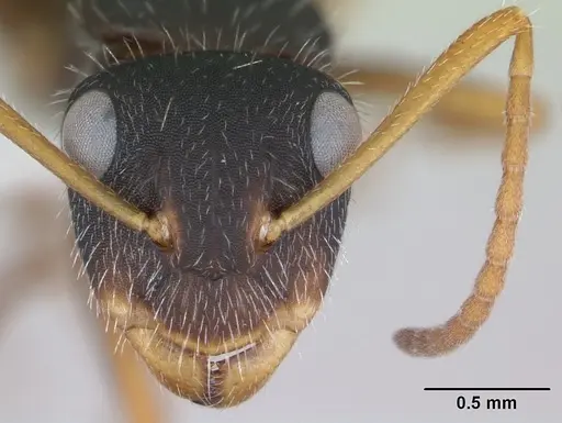 Camponotus scipio specimen CASENT0173449 image casent0173449_2