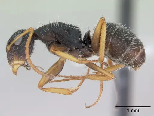 Camponotus scipio specimen CASENT0173449 image casent0173449_3