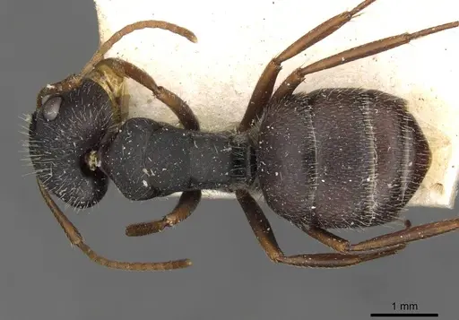Camponotus scipio specimen CASENT0910715 image casent0910715_1