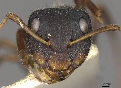 Camponotus scipio specimen CASENT0910715 image casent0910715_2