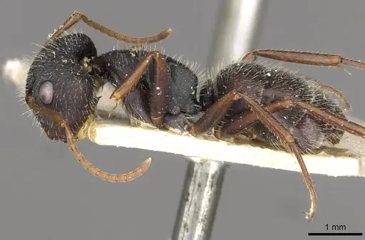 Camponotus scipio specimen CASENT0910715 image casent0910715_3