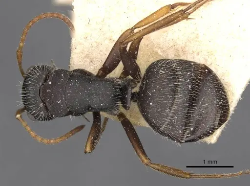Camponotus scipio specimen CASENT0910716 image casent0910716_1