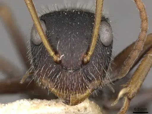 Camponotus scipio specimen CASENT0910716 image casent0910716_2