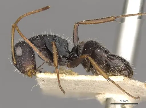Camponotus scipio specimen CASENT0910716 image casent0910716_3