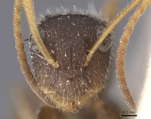 Camponotus scipio specimen CASENT0911742 image casent0911742_2