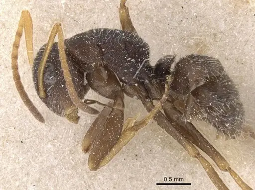 Camponotus scipio specimen CASENT0911742 image casent0911742_3