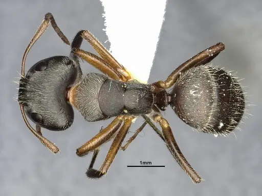 Camponotus scipio specimen CASENT4032248 image casent4032248_1